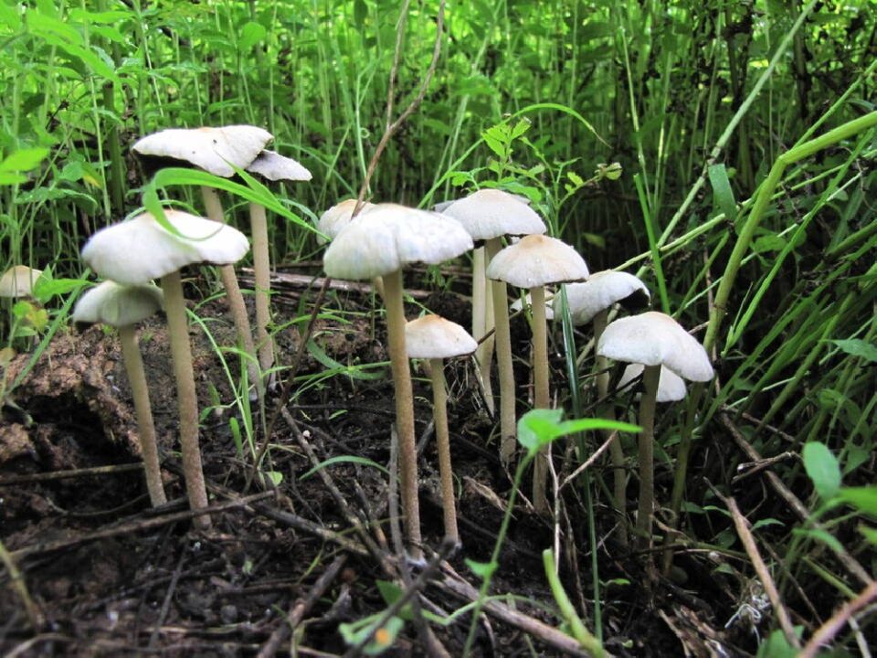 img1784_0.jpg