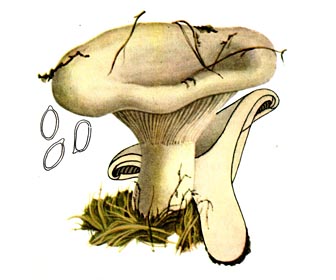 Clitocybe gigantea - описание