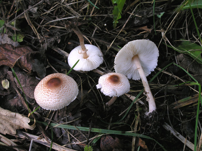 lepiota-grebenchataya-02.jpg
