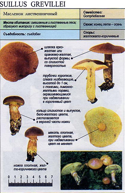 Молочай южный - съедобный