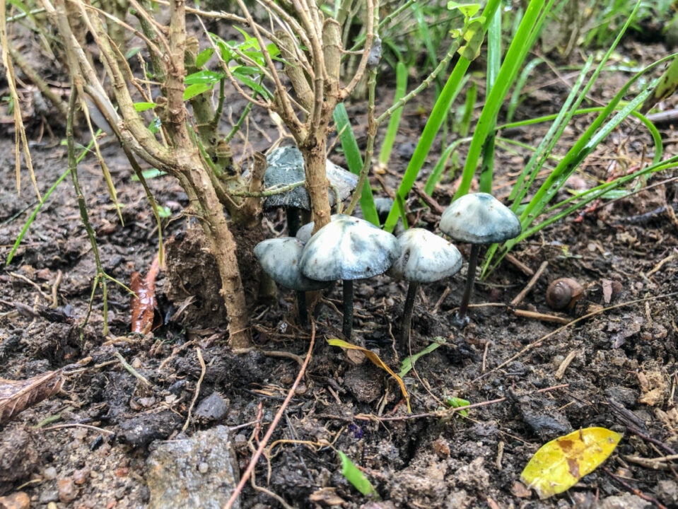 michail_vishnevsky_paneolus_sineyushhij_panaeolus_cyanescens_197217-1170x878.jpg