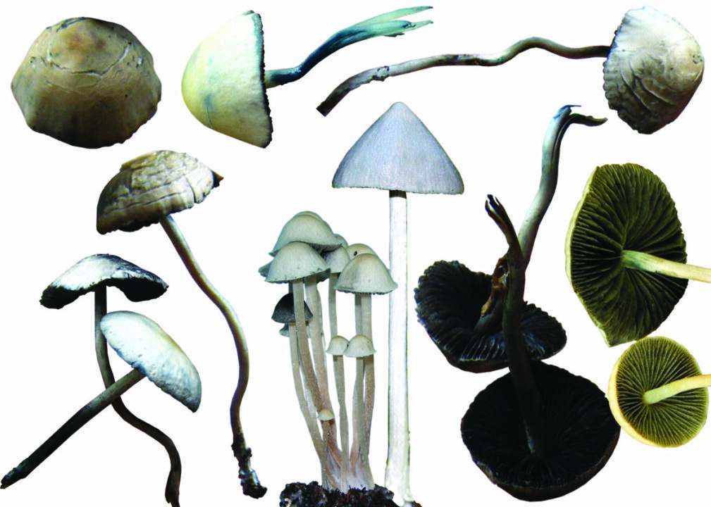 michail_vishnevsky_paneolus_sineyushhij_panaeolus_cyanescens_197624-1170x835.jpg