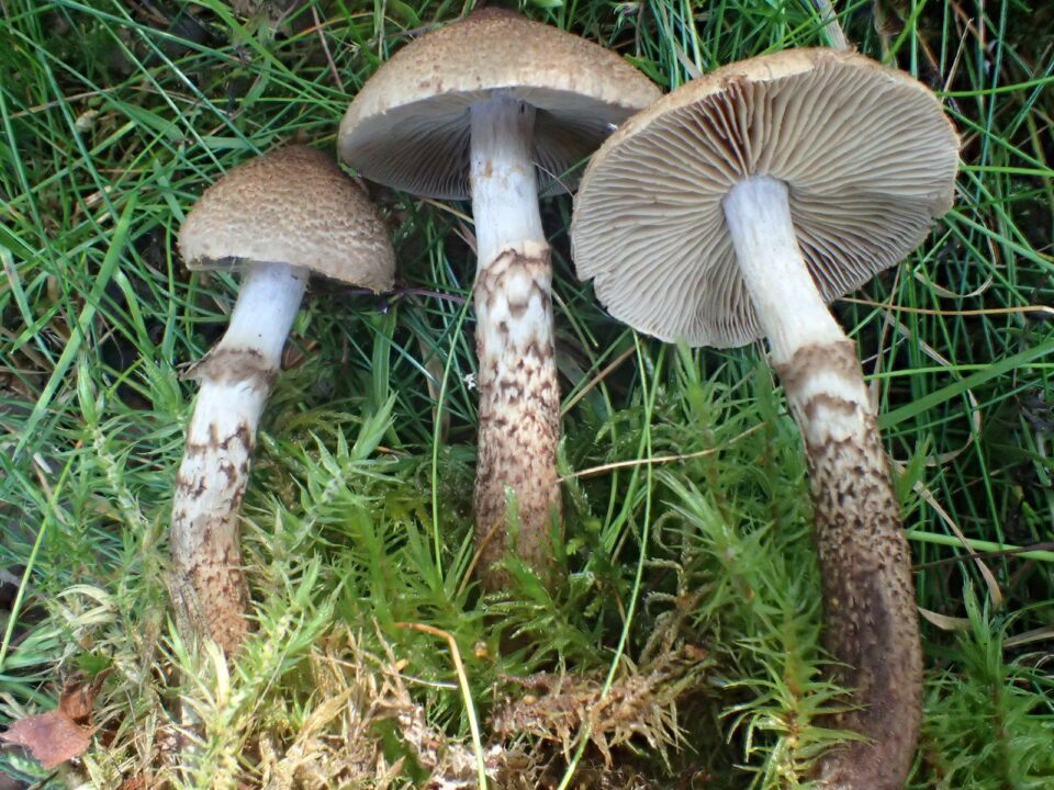 0_pautinnik-cheshujjchatyj-cortinarius-pholideus-lllq7h_4.jpeg