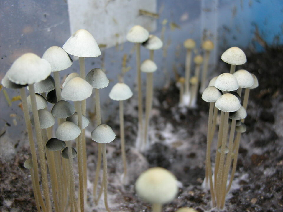 1200px-Pancyan3.jpg