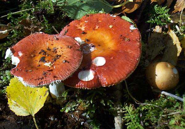 Gold russula - описание, где встречается, похожие виды, фотографии