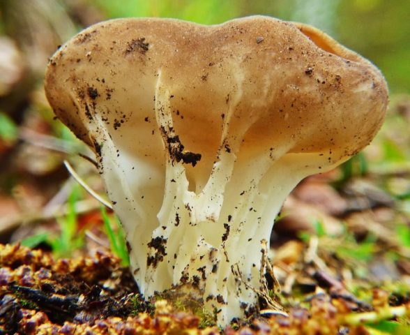 Лапчатка: съедобная, где растет, как выглядит, какая на вкус, фото
