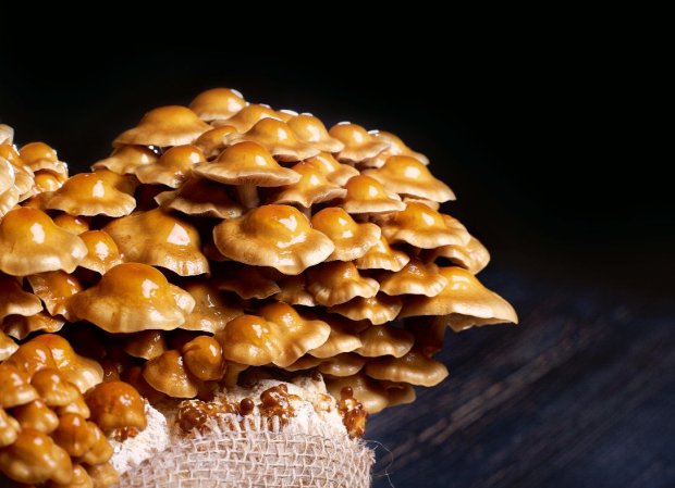 Диагностика и лечение Pholiota nameko