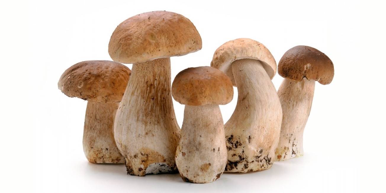 Porcini - описание, виды, расположение, польза, вред, фото