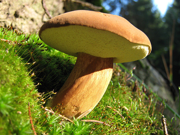 Каштан Моховик (Imleria badia) фото и описание