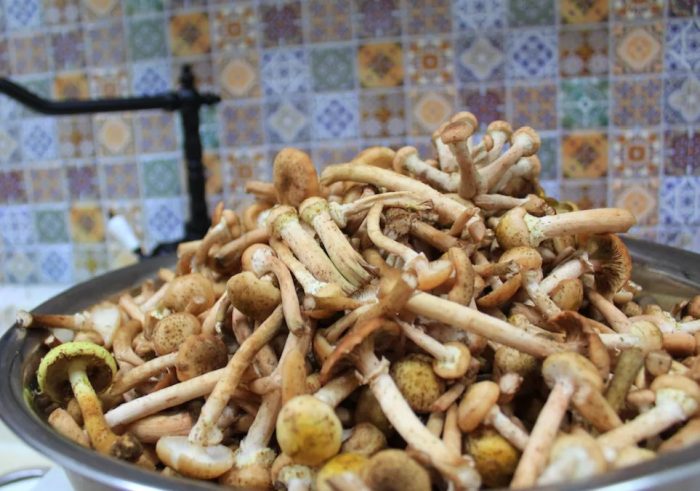 11 самых простых и вкусных рецептов опят холодной засолки