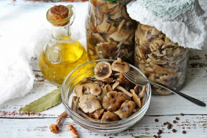 11 самых простых и вкусных рецептов опят холодной засолки