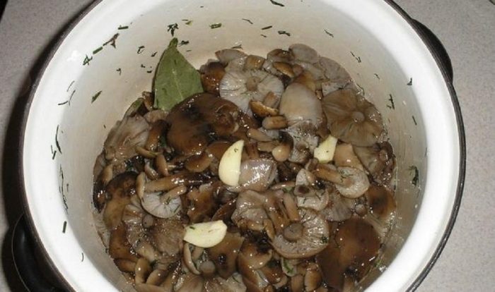 11 самых простых и вкусных рецептов опят холодной засолки