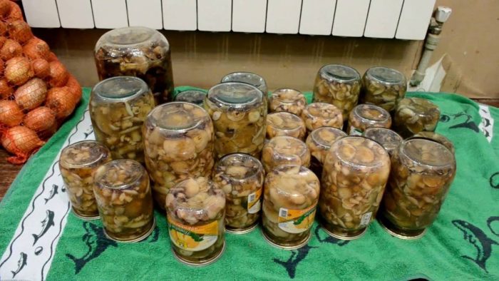 Можно ли есть гриб Моховик