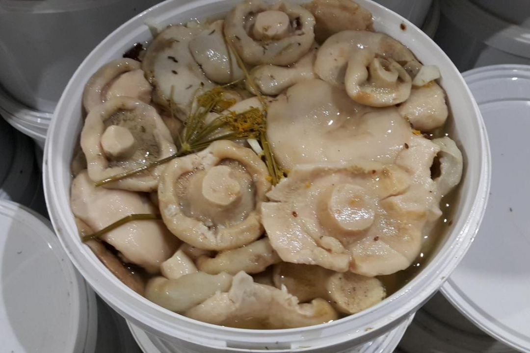 Сушеные артишоки (белые артишоки), маринованные горячим способом на зиму