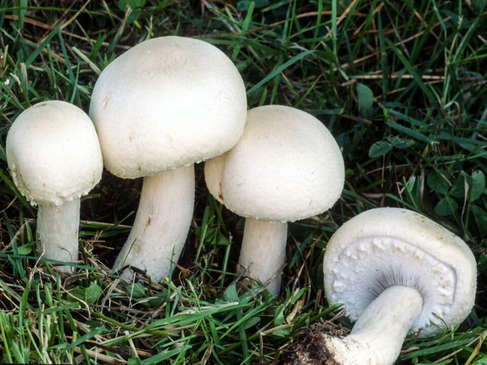 Полевой гриб (Agaricus arvensis) Фотографії та опис