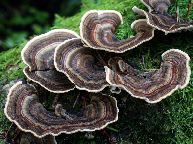 Мицелий растения Trametes versicolor / Kavaratake / Coryolus versicolor.