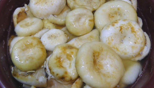 Как вкусно засолить подгруздок белый