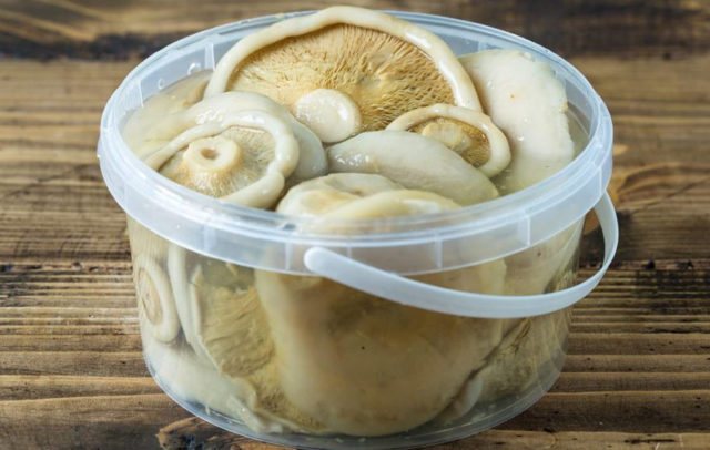 Как вкусно засолить подгруздок белый