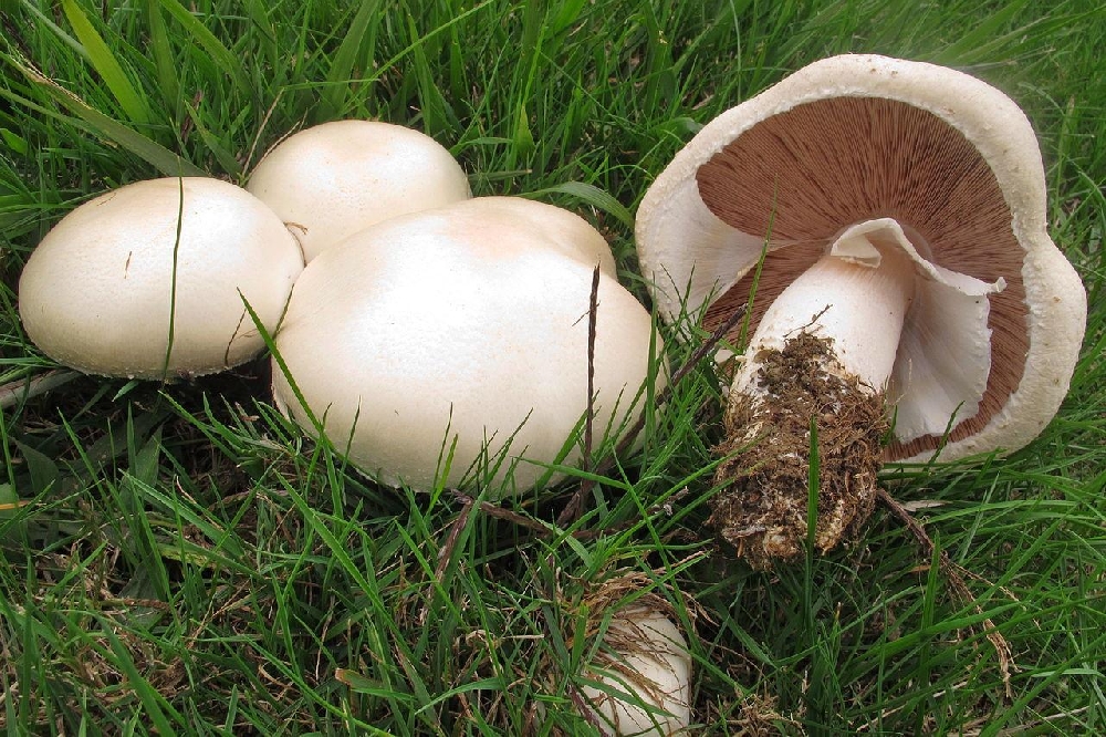Гриб обыкновенный (Agaricus arvensis)