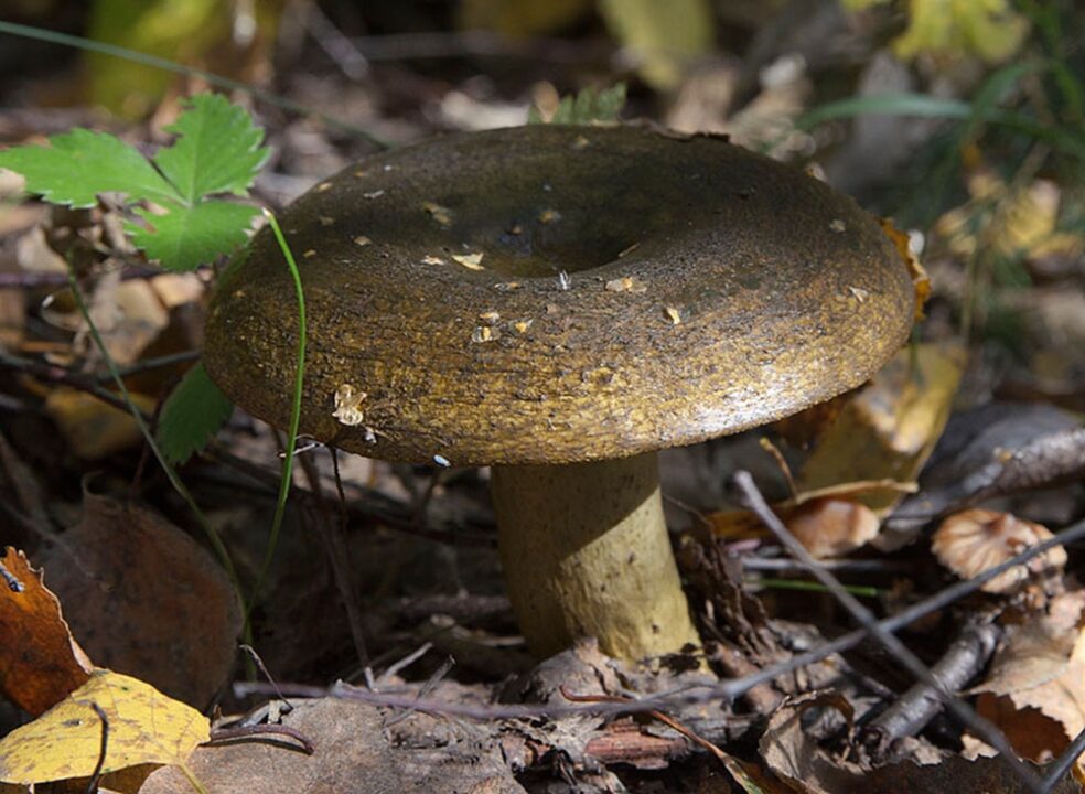 Черный гриб (лат.: Lactarius necator)