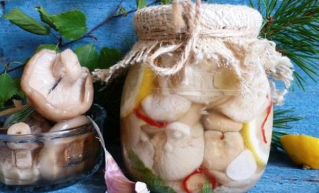 Как замариновать подгруздок на зиму: вкусные пошаговые рецепты приготовления маринада, в банках