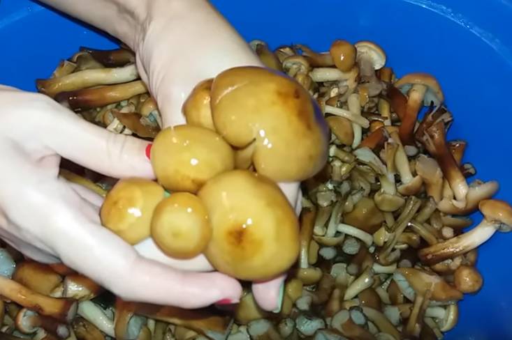 Маринованные буковые грибы на зиму с уксусом