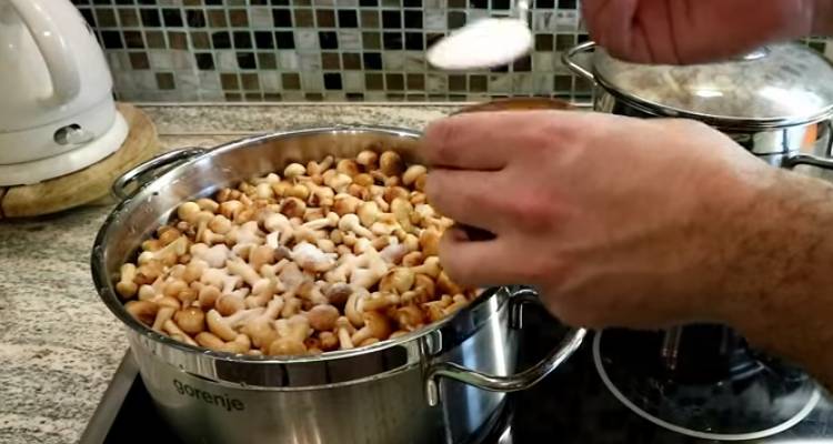Маринованные буковые грибы на зиму без стерилизации