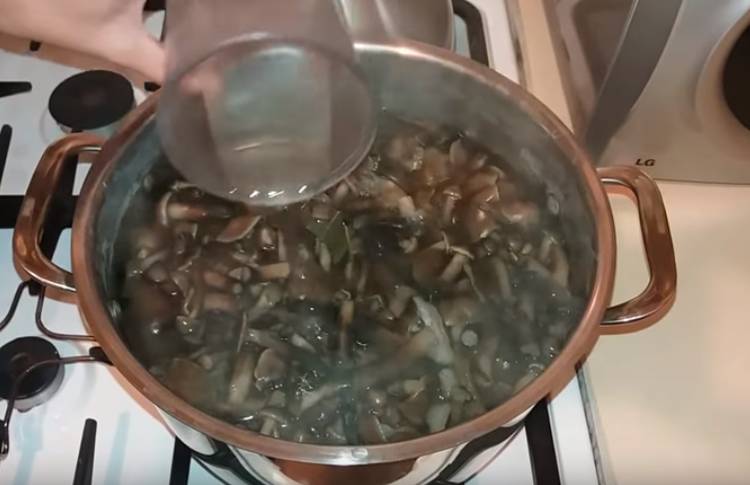 Маринованные буковые грибы на зиму с уксусом