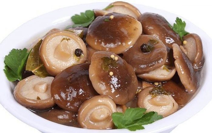 Как вкусно и быстро засолить грибы в домашних условиях в кастрюле и банке