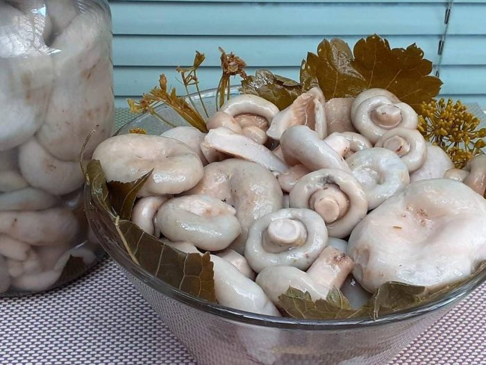 Как вкусно засолить подгруздок белый