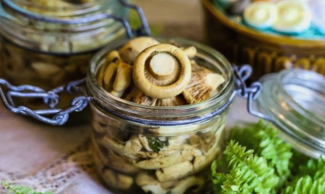 Как вкусно засолить подгруздок белый