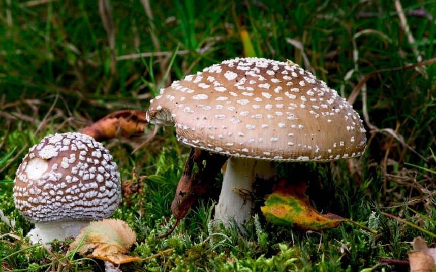 Мухомор пантеровый (Amanita pantherina): фото, описание внешнего вида, возможности применения, полезные свойства и отличия от других грибов