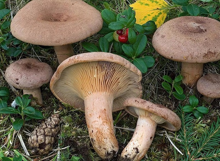 Молочно-серо-розовый