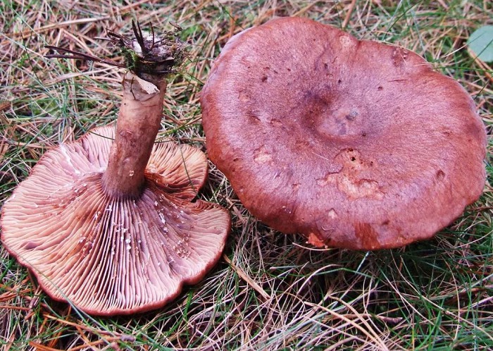 Молочная камфора