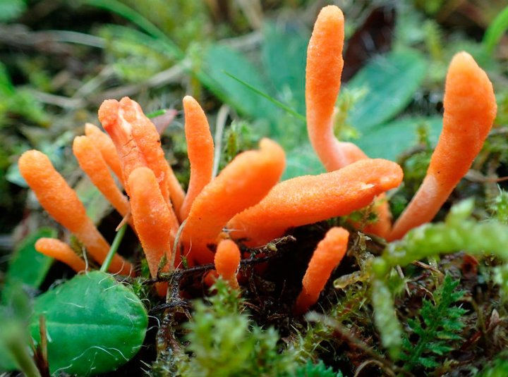 Cordyceps військові (Cordyceps militaris): описание и применение гриба