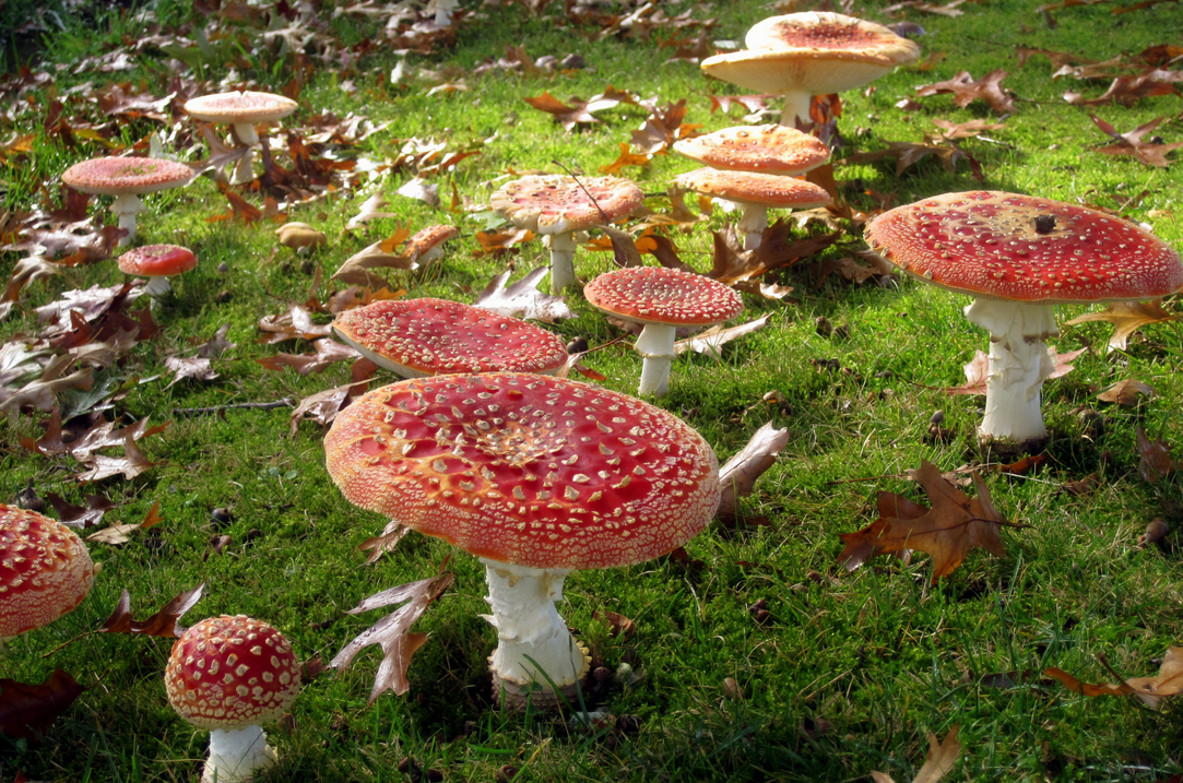 Мухомор — описание, виды, свойства, применение, фото