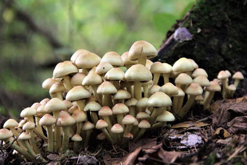 Гифолома головообразная — описание, где растут, Подібні види, фото