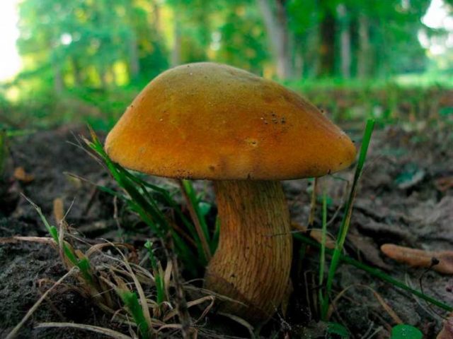 Что за грибы растут под дубом