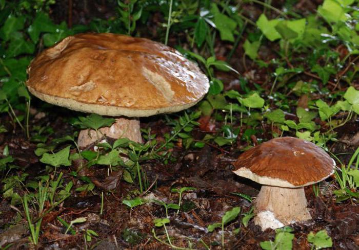 Сколько варить масло перед жаркой, для маринования, перед заморозкой, для супа? :: СИЛ.ру