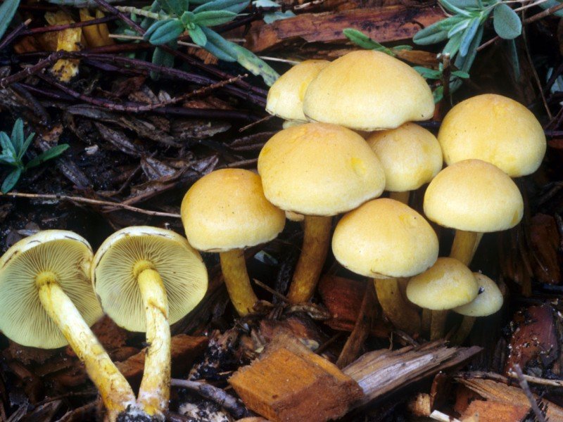 Ложноопёнок серно-жёлтый (Hypholoma fasciculare) Фотографії та опис