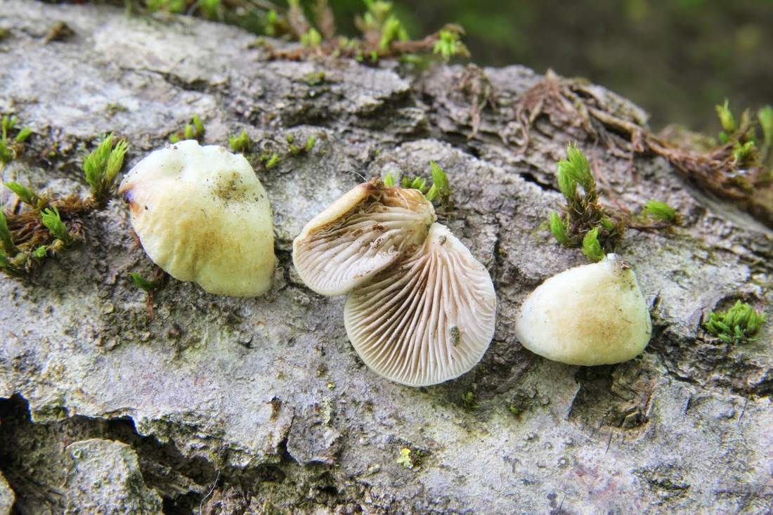 Мягкий крепидотус Crepidotus mollis
