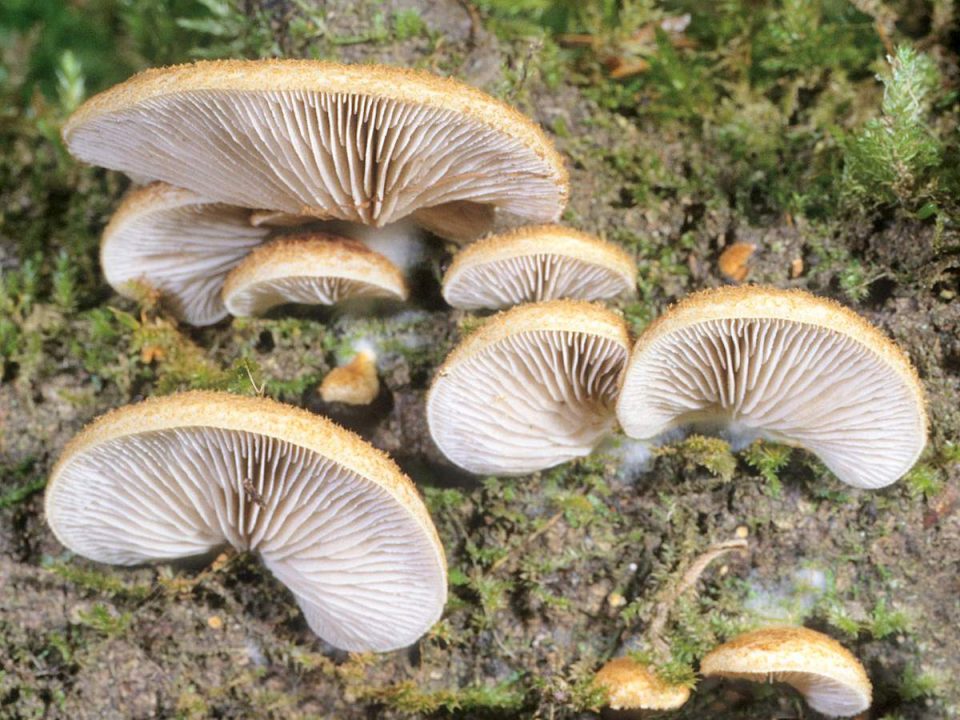 Мягкий крепидотус Crepidotus mollis