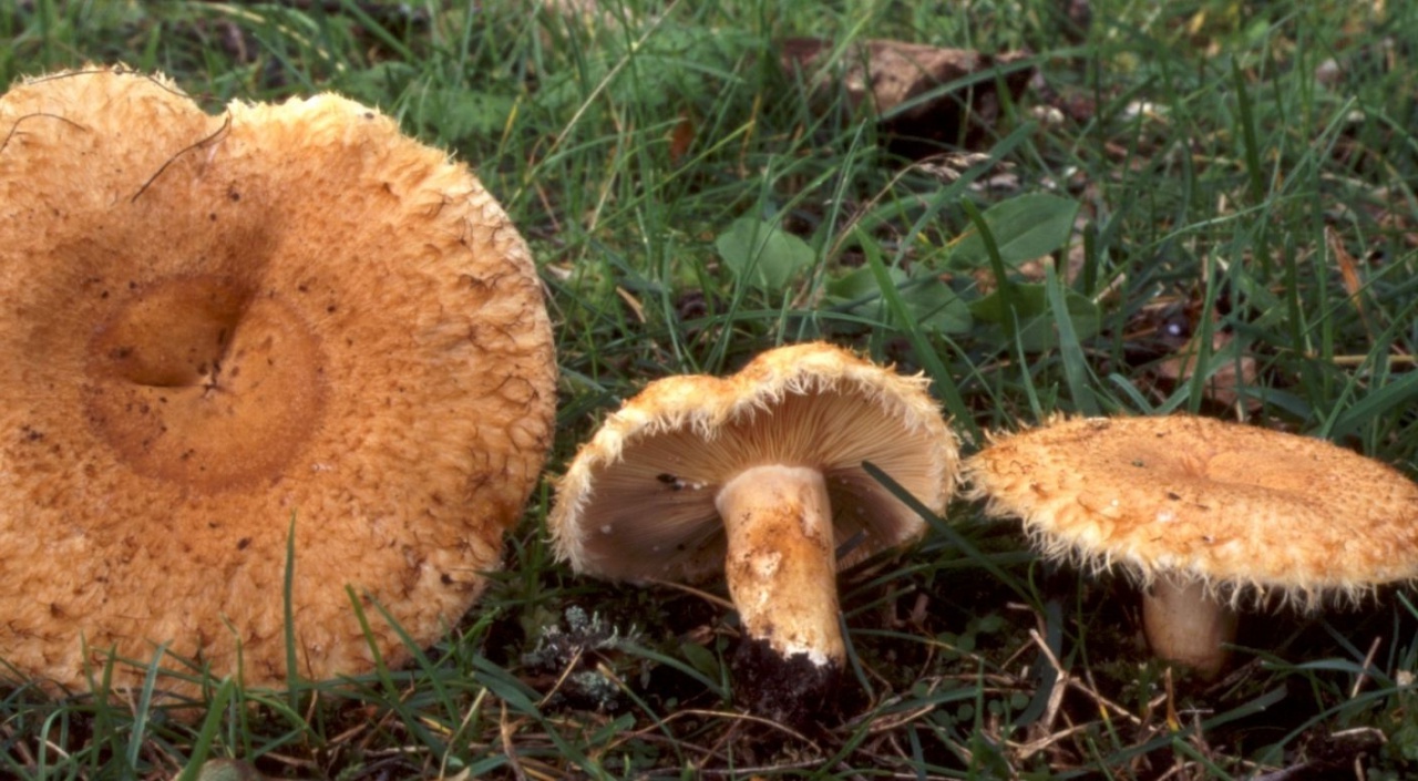 Млечный путь мэра (Lactarius mairei) изображение и описание