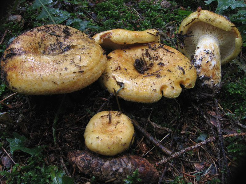Желтая грудка (Lactarius scrobiculatus) фото и описание