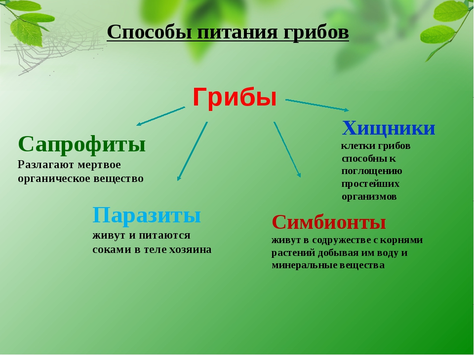 Грибное питание: функции и способы
