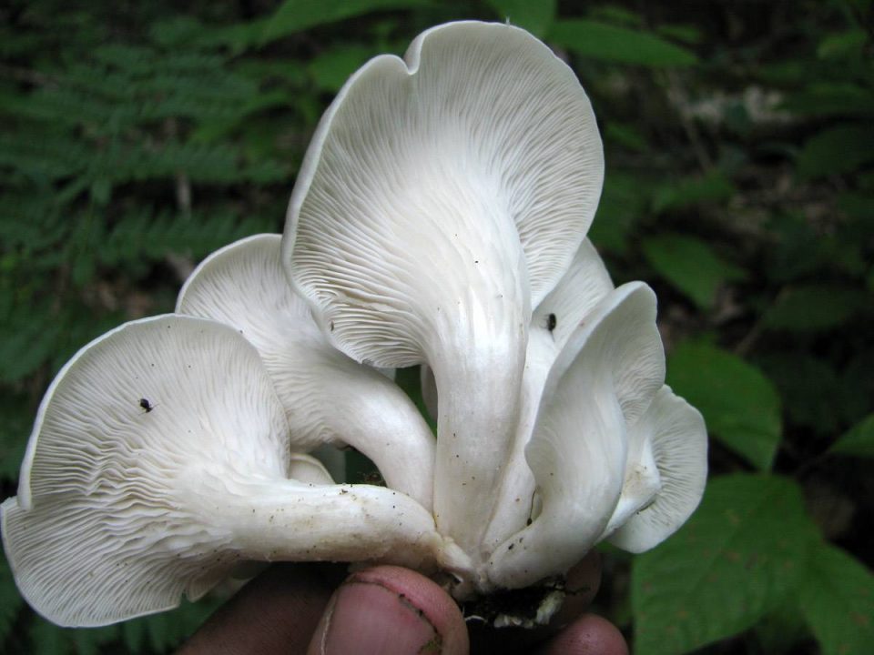 вешенка роговая (Pleurotus cornucopiae) фото и описание