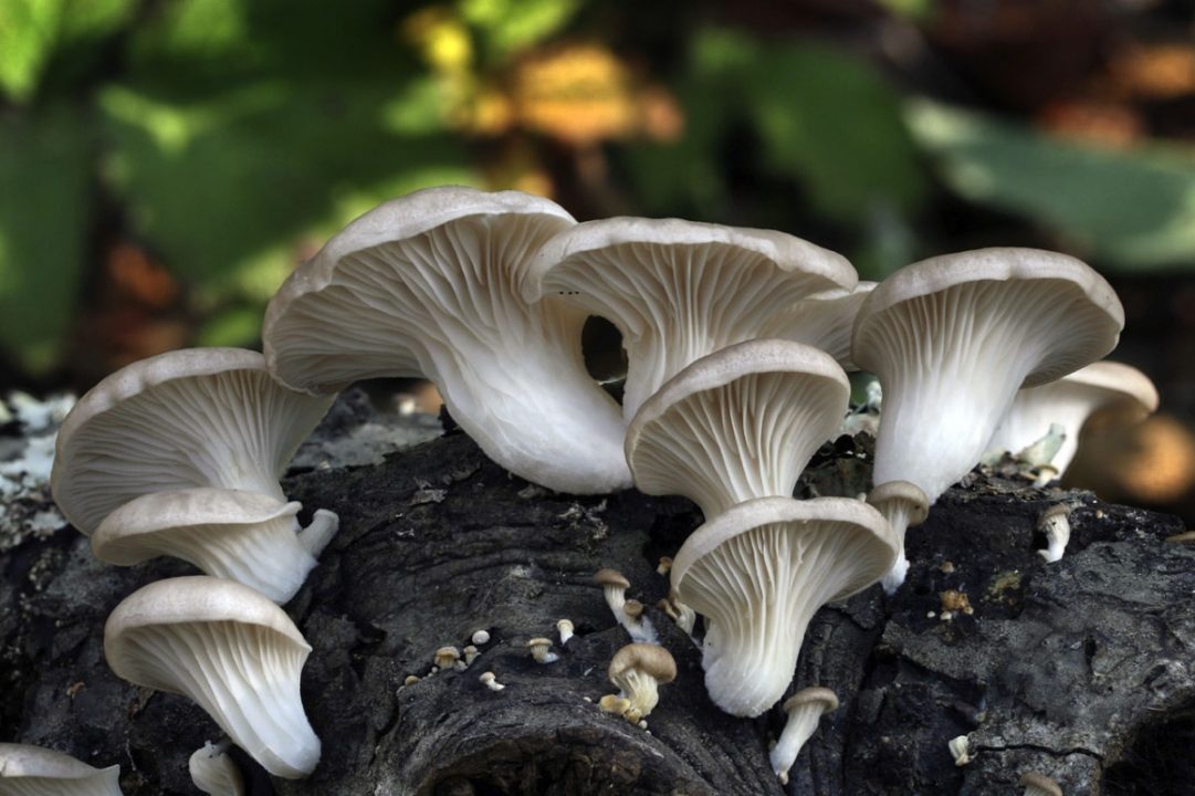 вешенка обыкновенная (Pleurotus ostreatus) фото и описание