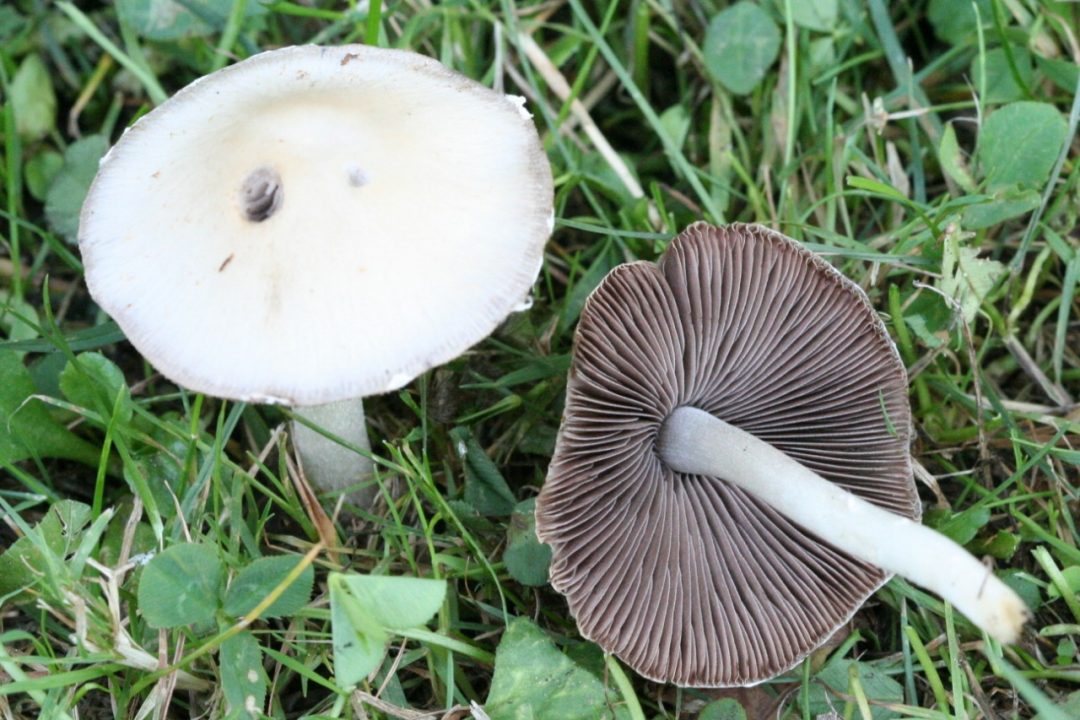 Ложноопёнок Кандолля (Psathyrella candolleana) Фотографії та опис