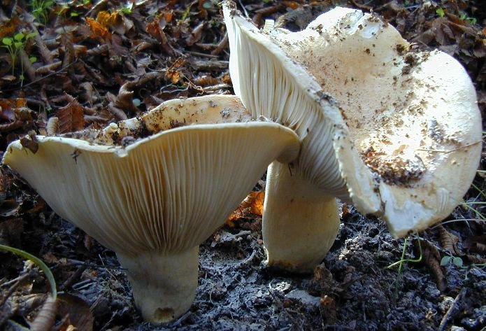 Подгруздок белый (Russula delica) фото и описание
