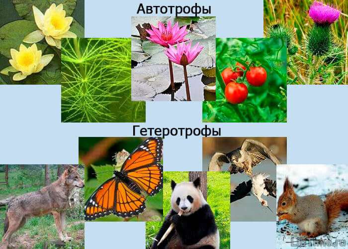 Автотрофные и гетеротрофные организмы